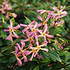 Trachelospermum Collection