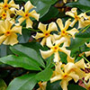 Trachelospermum Collection