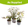 Trachelospermum Collection