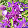 Clematis Multi Blue