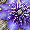 Clematis Multi Blue