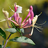 Lonicera Belgica