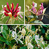 Lonicera Collection