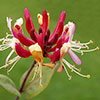 Lonicera Collection