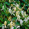 Lonicera Collection