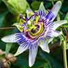 Blue Passion Flower Blue Passion Flower
