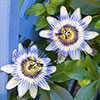 Blue Passion Flower Blue Passion Flower