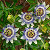 Blue Passion Flower Blue Passion Flower