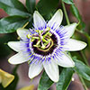 Blue Passion Flower Blue Passion Flower