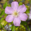 Summer Long Clematis Collection