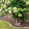 Climbing Hydrangea