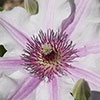 Patio Clematis Ithemba