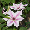 Patio Clematis Ithemba