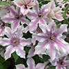 Patio Clematis Ithemba