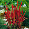 Imperata Red Baron - Blood Grass