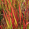 Imperata Red Baron - Blood Grass