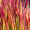 Imperata Red Baron - Blood Grass