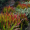 Imperata Red Baron - Blood Grass