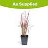 Imperata Red Baron - Blood Grass