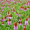 Primula vialii Red Hot Poker Primrose
