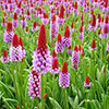Primula vialii Red Hot Poker Primrose