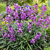 Wallflower Erysimum Bowless Mauve