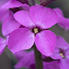 Wallflower Erysimum Bowless Mauve