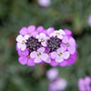 Wallflower Erysimum Bowless Mauve