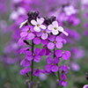 Wallflower Erysimum Bowless Mauve