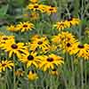 Rudbeckia Goldsturm