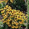 Rudbeckia Goldsturm