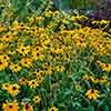 Rudbeckia Goldsturm