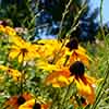 Rudbeckia Goldsturm