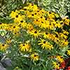 Rudbeckia Goldsturm
