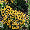 Rudbeckia Goldsturm