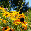 Rudbeckia Goldsturm