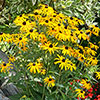 Rudbeckia Goldsturm