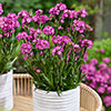Lychnis Cherry Bubbles