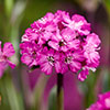 Lychnis Cherry Bubbles