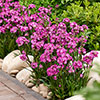 Lychnis Cherry Bubbles