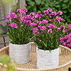 Lychnis Cherry Bubbles