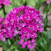 Lychnis Cherry Bubbles