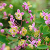 Thalictrum rochebruneanum Meadow Rue