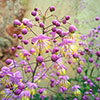 Thalictrum rochebruneanum Meadow Rue