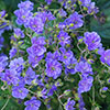 Geranium himalayense Plenum