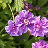 Geranium himalayense Plenum