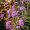 Verbena bonariensis