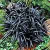 Ophiopogon Black Dragon Grass Ophiopogon Black Dragon Grass