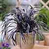 Ophiopogon Black Dragon Grass Ophiopogon Black Dragon Grass
