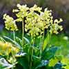 Cowslip, Primula veris
